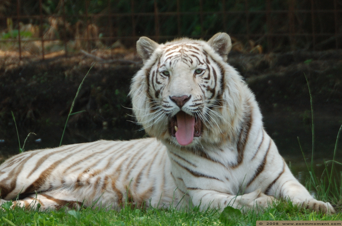 Bengaalse witte tijger ( Panthera tigris tigris ) Bengal white tiger
Trefwoorden: Olmen zoo Belgie Belgium Bengaalse witte tijger Panthera tigris tigris Bengal white tiger