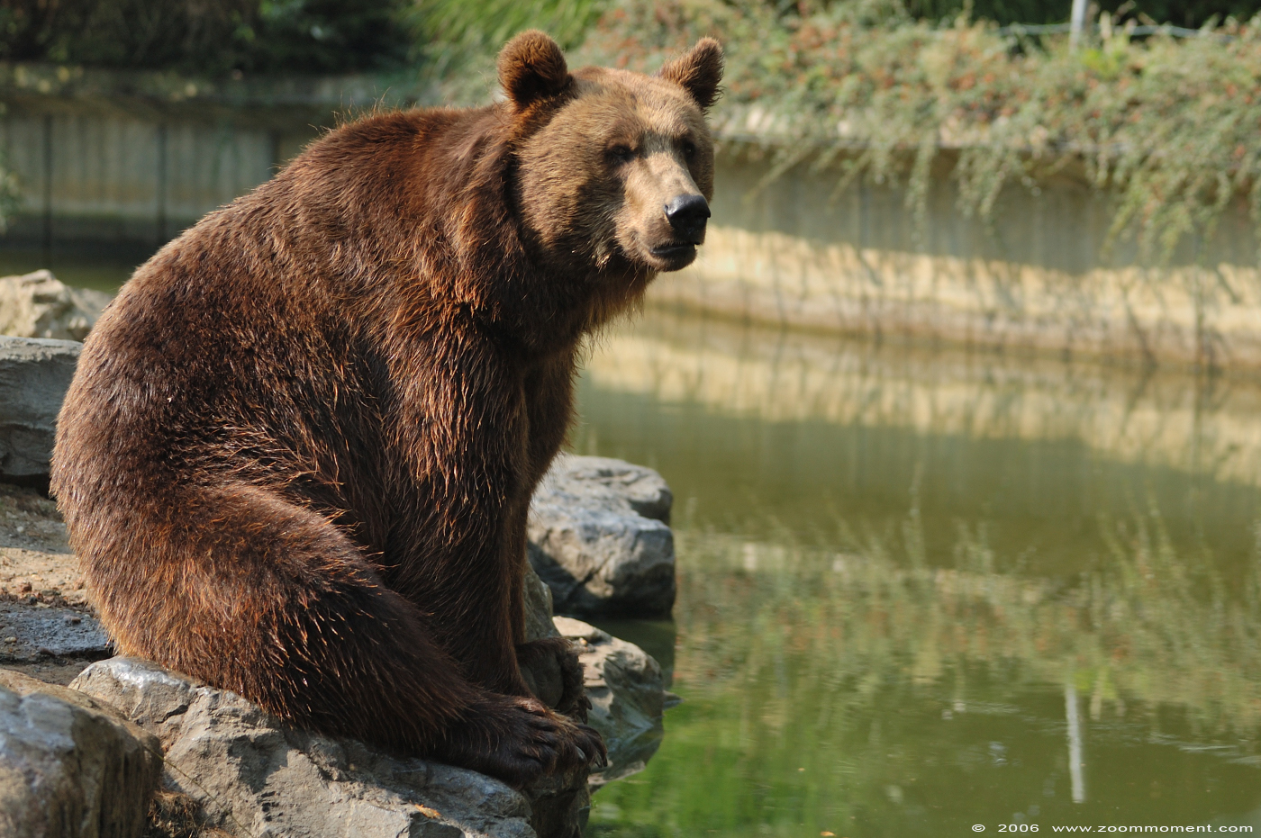 bruine beer  ( Ursus arctos )  brown bear
Trefwoorden: Olmen zoo Belgie Belgium bruine beer bear Ursus arctos