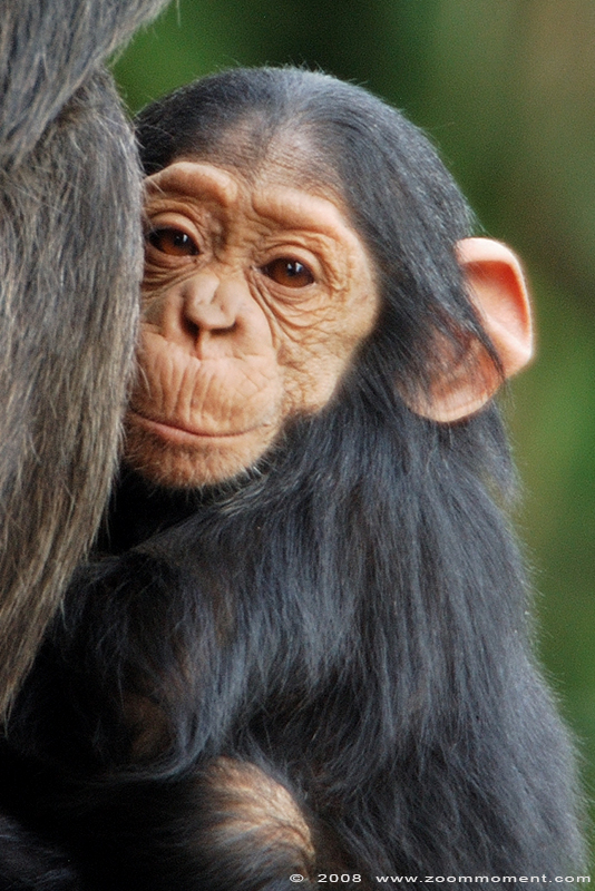 chimpansee baby ( Pan troglodytes ) chimpanzee baby
Trefwoorden: Olmen zoo Belgium chimpansee baby Pan troglodytes  chimpanzee baby