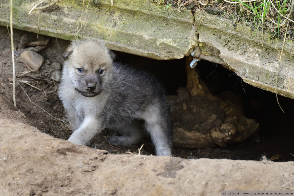 Hudson Bay wolf  ( Canis lupus hudsonicus ) hudson wolf
Pups, born around 24 April 2018, on the picture about 3 weeks old
Trefwoorden: Olmen zoo Pakawi park Belgie Belgium Hudson Bay wolf  Canis lupus hudsonicus hudson wolfpup