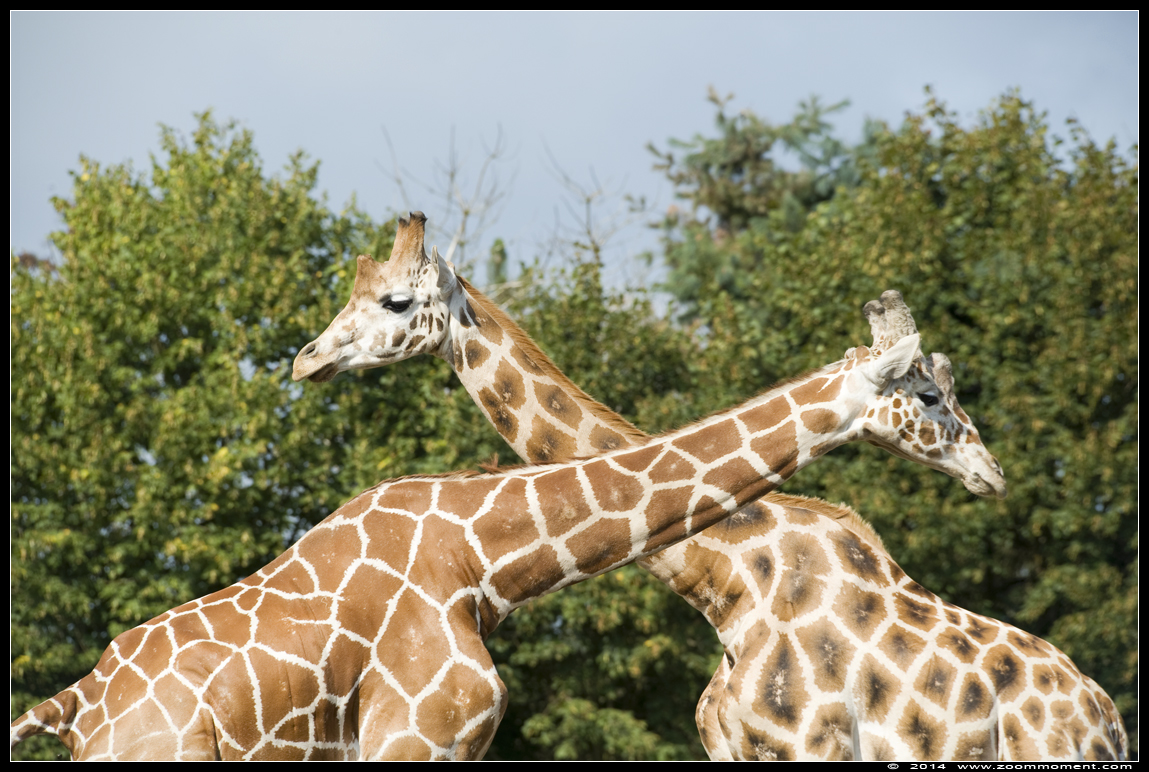rothschildgiraf ( Giraffa camelopardalis rothschildi ) Rothschildgiraffe
Trefwoorden: Olmen zoo Belgium giraf  Giraffa camelopardalis  giraffe rothschildgiraf  rothschildi
