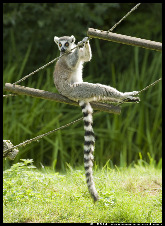 ringstaartmaki of katta ( Lemur catta ) ring-tailed lemur or catta
Trefwoorden: Olmen zoo Belgie Belgium katta ringstaartmaki Lemur catta ring tailed lemur
