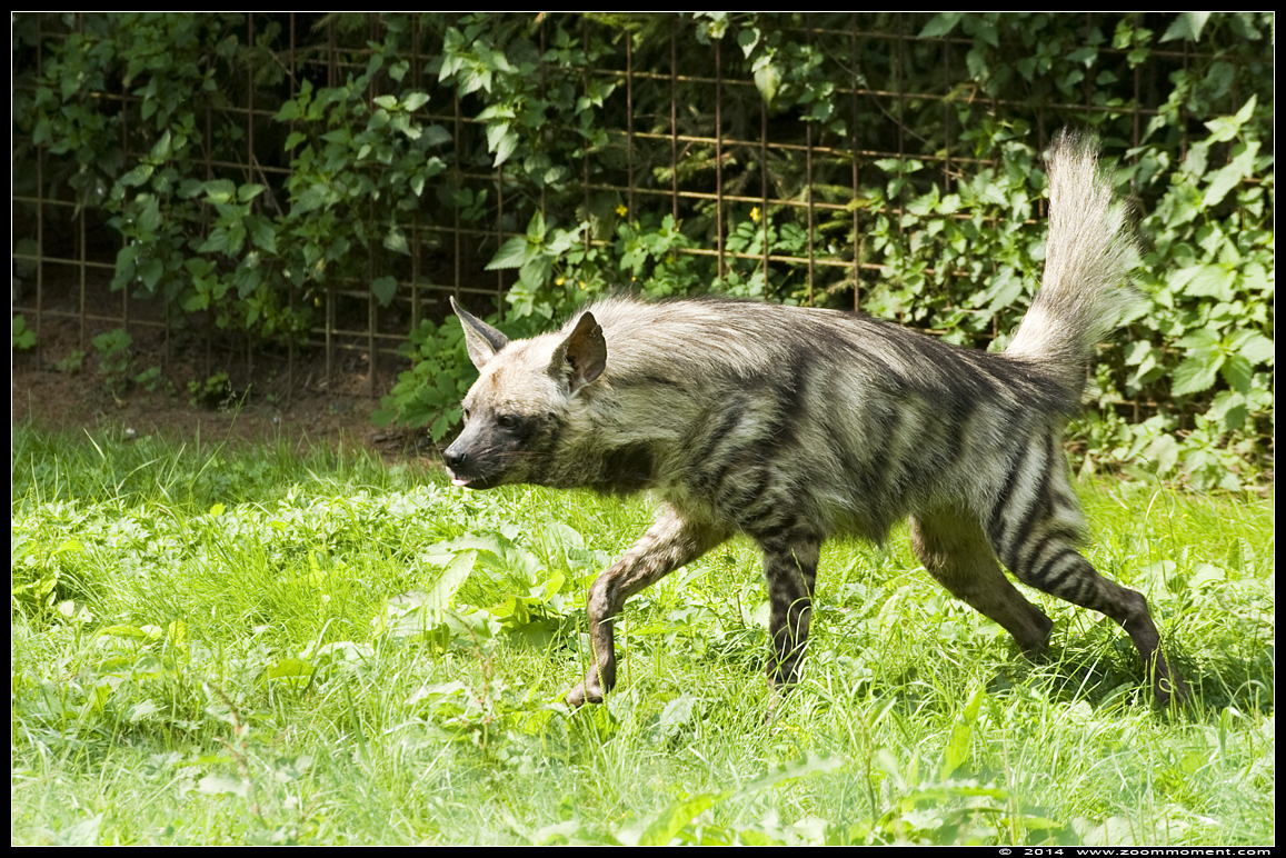 gestreepte hyena ( Hyaena hyaena ) striped hyena
Trefwoorden: Olmen zoo Belgium gestreepte hyena  Hyaena hyaena  striped hyena