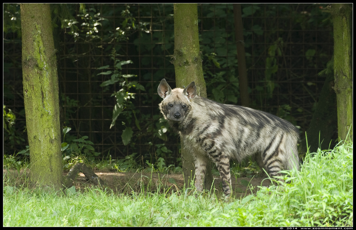 gestreepte hyena ( Hyaena hyaena ) striped hyena
Trefwoorden: Olmen zoo Belgium gestreepte hyena  Hyaena hyaena  striped hyena
