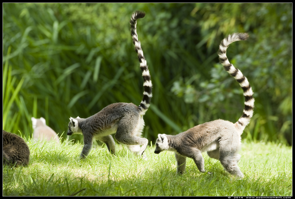 ringstaartmaki of katta ( Lemur catta ) ring-tailed lemur or catta
Trefwoorden: Olmen zoo Belgie Belgium katta ringstaartmaki Lemur catta ring tailed lemur