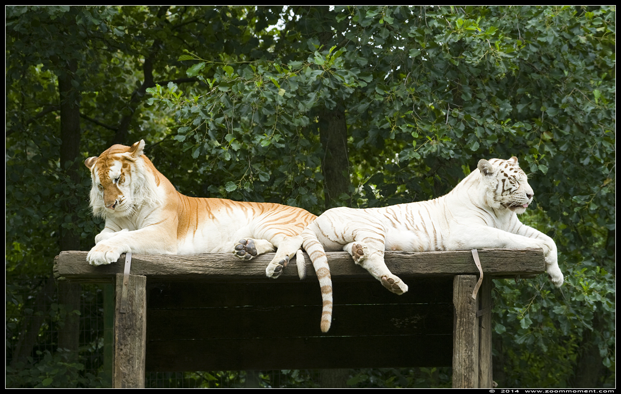 Bengaalse gouden en witte tijger ( Panthera tigris tigris ) Bengal golden and white tiger
Trefwoorden: Olmen zoo Belgie Belgium witte tijger Panthera tigris tigris Bengal white tiger