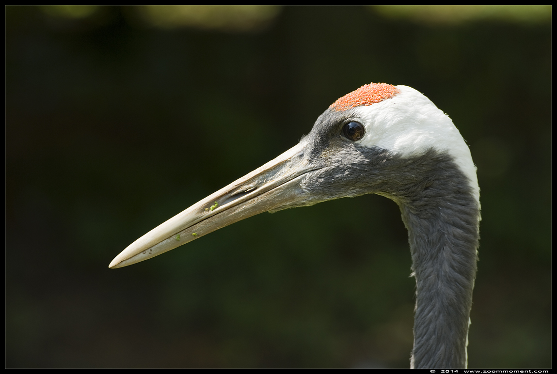 Japanse kraanvogel  (Grus japonensis ) Manchurian crane
Trefwoorden: Olmen zoo Belgie Belgium Japanse kraanvogel Grus japonensis Manchurian crane