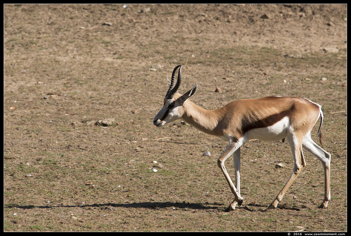 springbok  ( Antidorcas marsupialis ) springbok
Keywords: Olmen zoo Belgie Belgium springbok  Antidorcas marsupialis