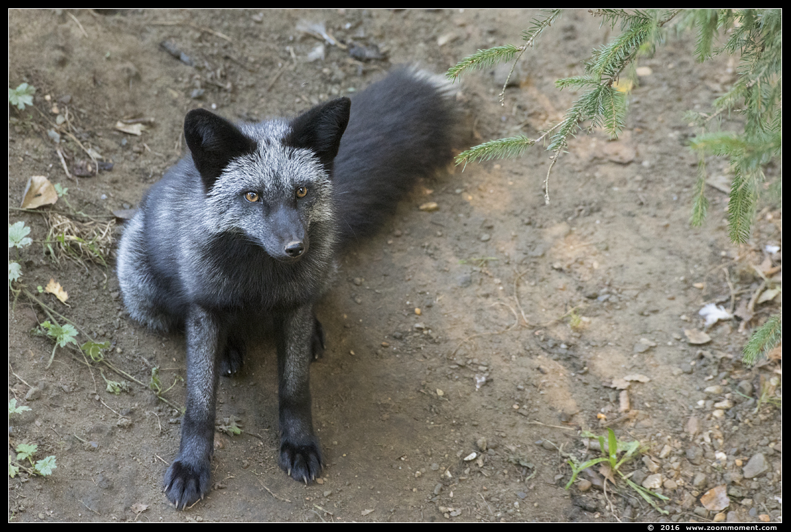zilvervos ( Vulpes vulpes ) fox
Paraules clau: Olmen zoo Belgie Belgium zilvervos Vulpes vulpes  fox