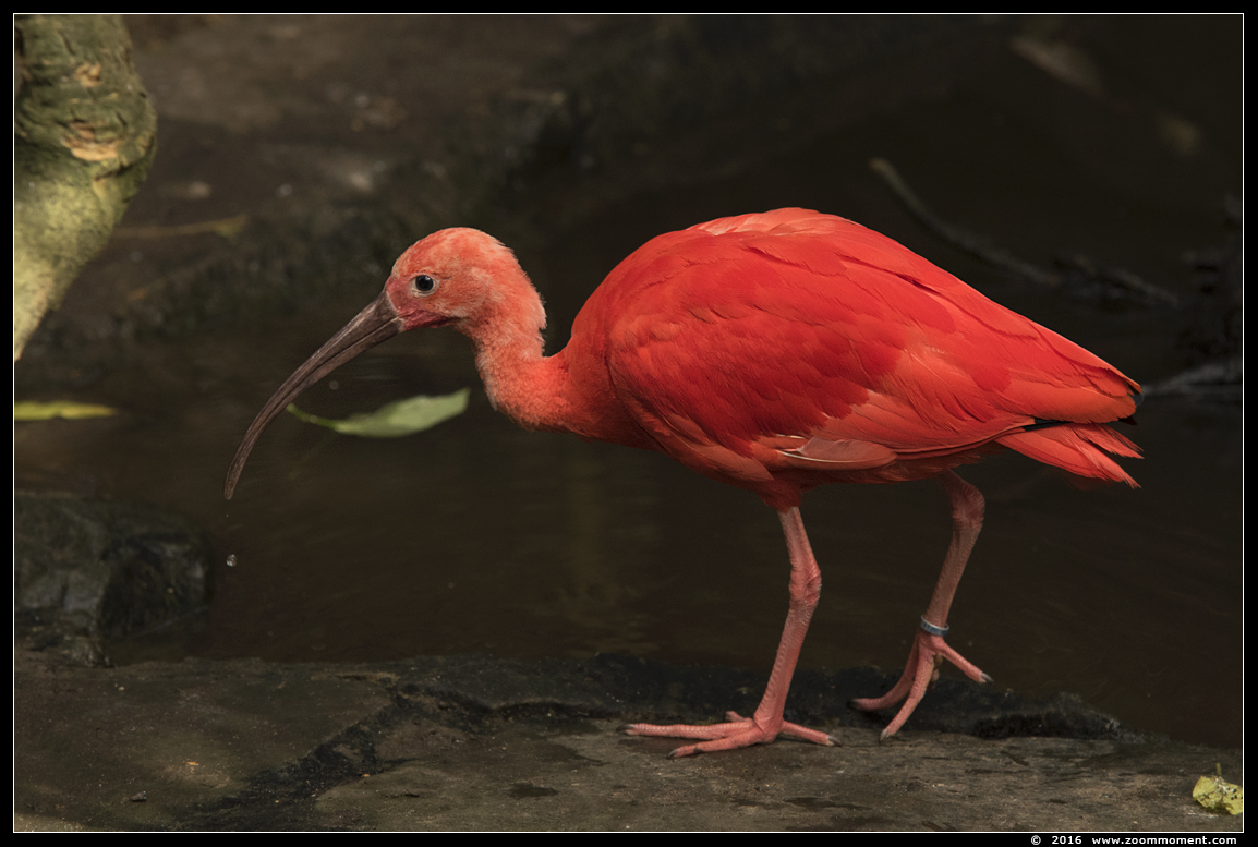 rode ibis ( Eudocimus ruber ) scarlet ibis
Trefwoorden: Olmen zoo Belgie Belgium rode ibis  Eudocimus ruber  scarlet ibis vogel bird