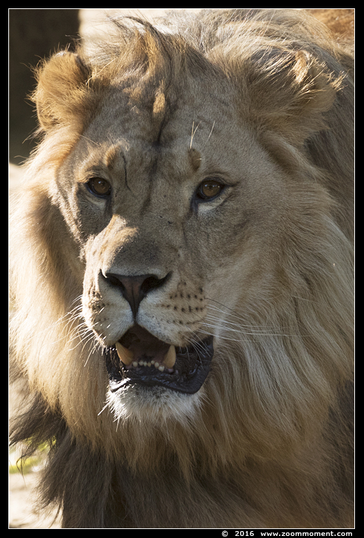Afrikaanse leeuw ( Panthera leo ) African lion
Trefwoorden: Olmen zoo Belgium African lion Afrikaanse leeuw Panthera leo