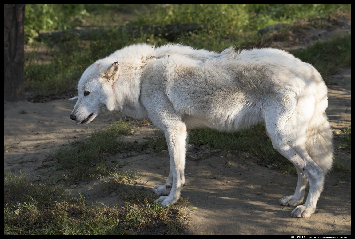 Hudson Bay wolf  ( Canis lupus hudsonicus ) hudson wolf
Trefwoorden: Olmen zoo Pakawi park Belgie Belgium Hudson Bay wolf  Canis lupus hudsonicus hudson wolf
