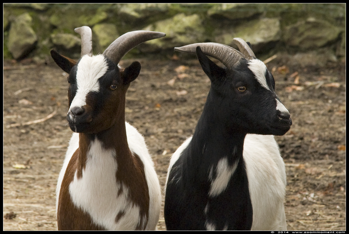 geit goat
Trefwoorden: Olmen zoo Belgie Belgium geit goat