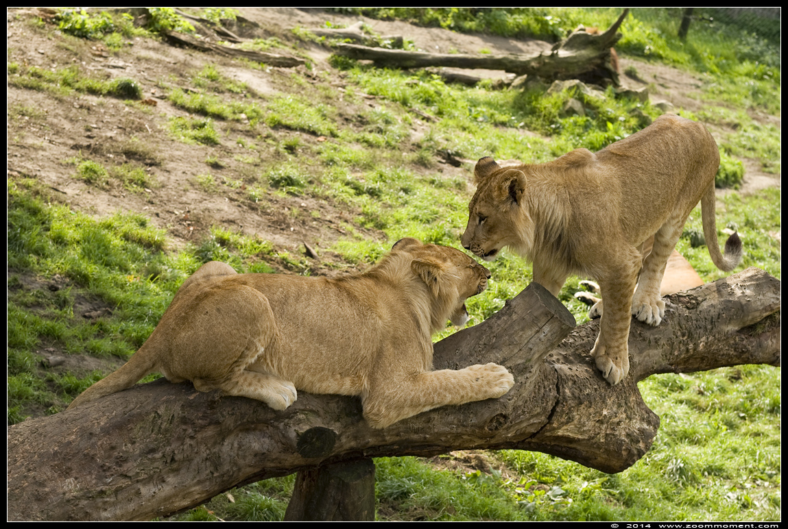 Afrikaanse leeuw ( Panthera leo )   African lion
Trefwoorden: Olmen zoo Belgium African lion Afrikaanse leeuw Panthera leo cub welp