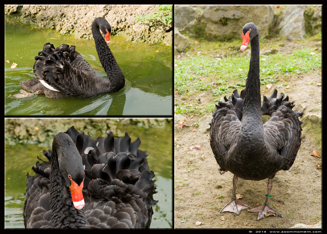 zwarte zwaan  ( Cygnus atratus )  black swan
Trefwoorden: Olmen zoo Belgie Belgium zwarte zwaan swan Cygnus atratus vogel bird