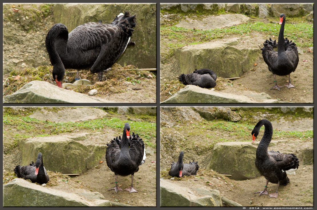 zwarte zwaan  ( Cygnus atratus )  black swan
Trefwoorden: Olmen zoo Belgie Belgium zwarte zwaan swan Cygnus atratus vogel bird