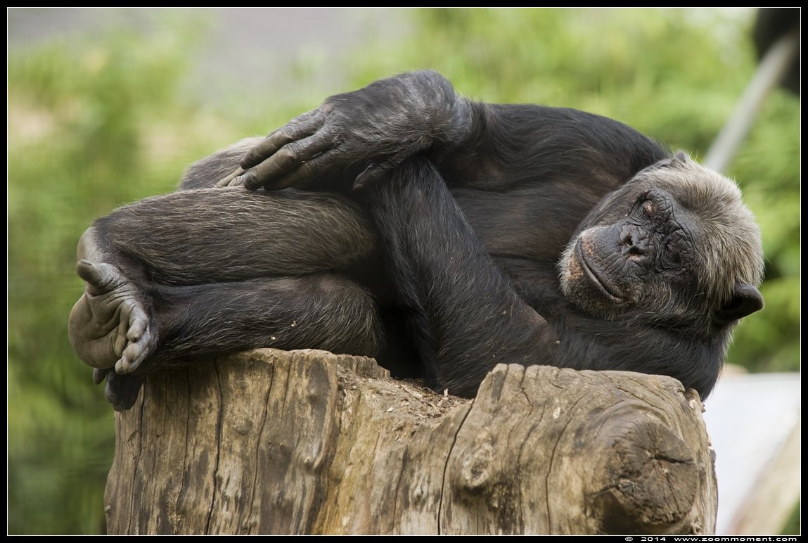 chimpansee ( Pan troglodytes )  chimpanzee
Trefwoorden: Olmen zoo chimpansee Pan troglodytes  chimpanzee