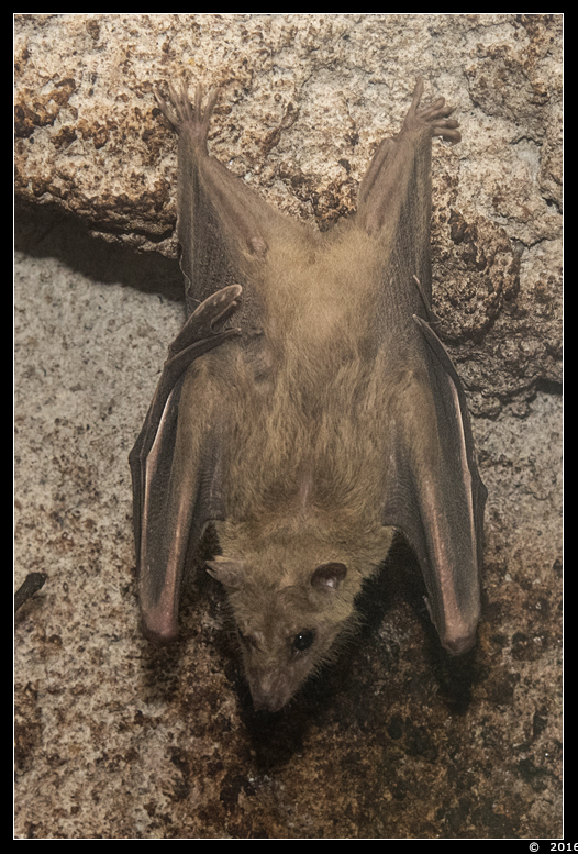 nijlroezet  ( Rousettus aegyptiacus ) Egyptian fruit bat
Trefwoorden: Olmen zoo Belgie Belgium nijlroezet Rousettus aegyptiacus Egyptian fruit bat