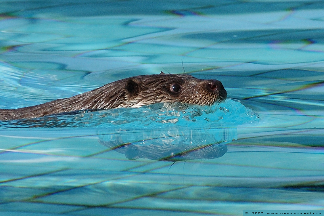 otter  ( Lutra lutra )  Eurasian otter
Keywords: Ottercentrum Frankrijk Hunawihr Centre loutres otter Eurasian otter Lutra lutra