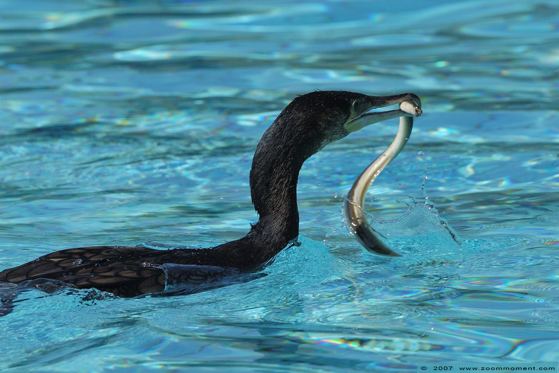aalscholver  ( Phalacrocorax carbo )  cormorant
Ključne reči: Ottercentrum Frankrijk Hunawihr Centre loutres aalscholver cormorant Phalacrocorax carbo Kormoran