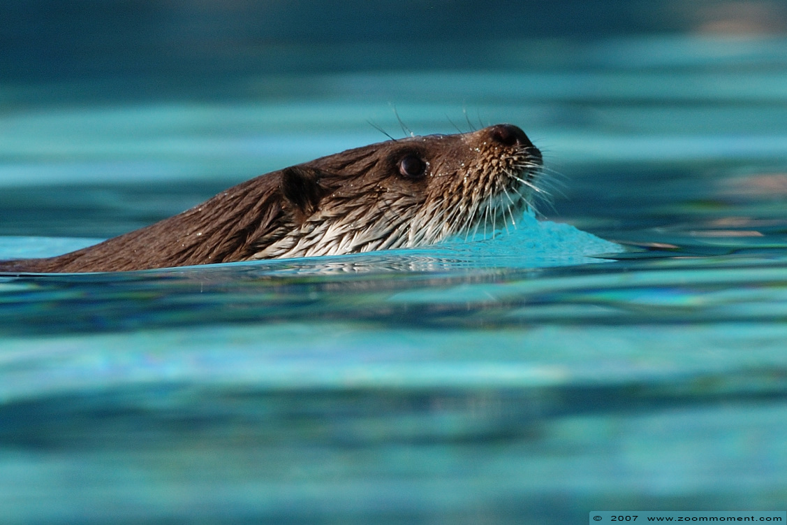 otter  ( Lutra lutra )  Eurasian otter
Parole chiave: Ottercentrum Frankrijk Hunawihr Centre loutres otter Eurasian otter Lutra lutra
