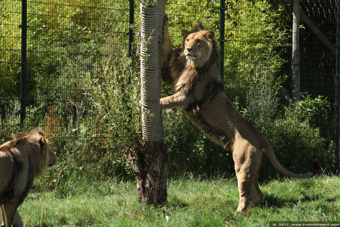 Afrikaanse leeuw ( Panthera leo ) African lion
Avainsanat: Overloon zooparc Nederland Afrikaanse leeuw Panthera leo African lion