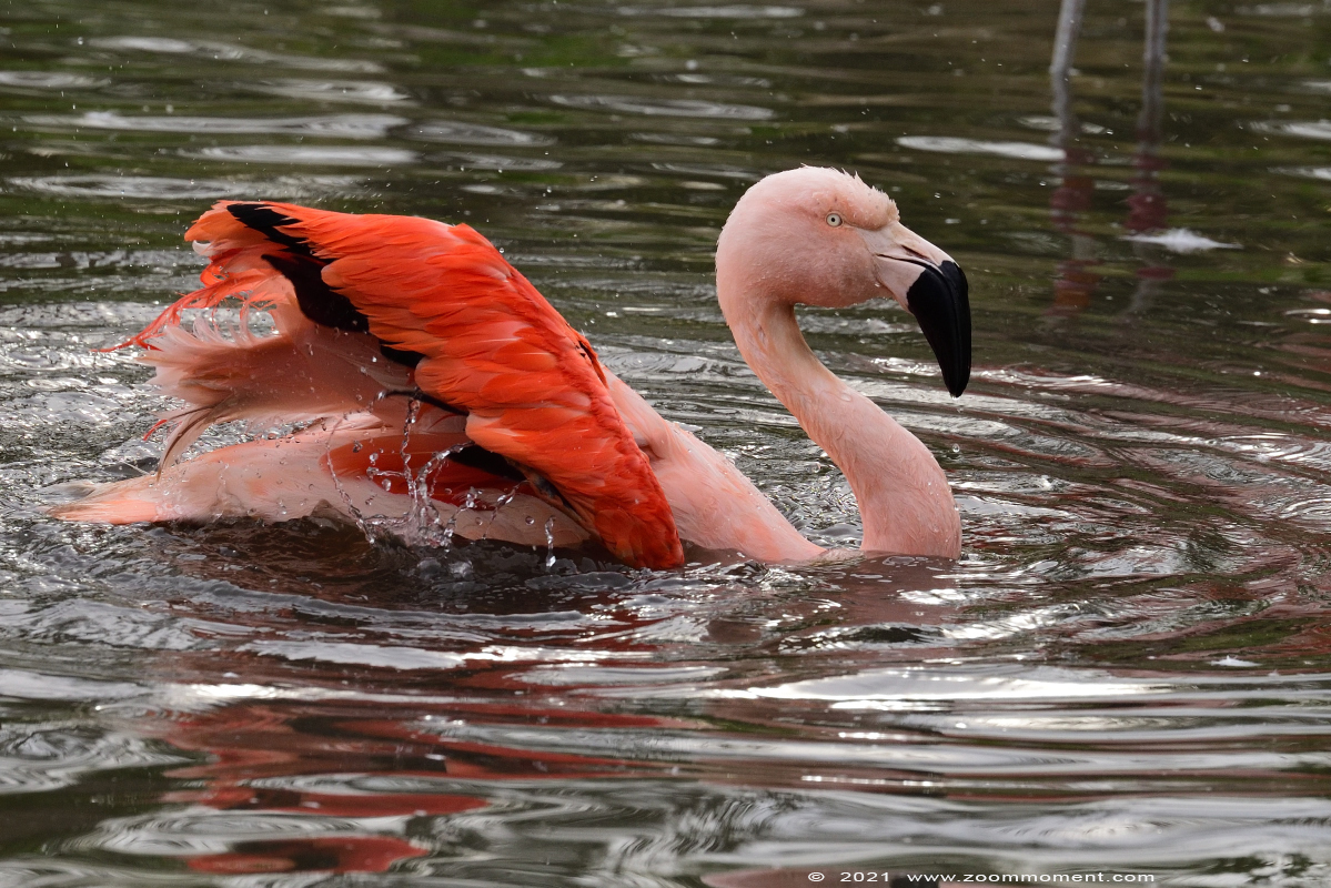 Chileense flamingo  ( Phoenicopterus chilensis ) Chilean flamingo
Trefwoorden: Zooparc Overloon Nederland Chileense flamingo Phoenicopterus chilensis Chilean flamingo