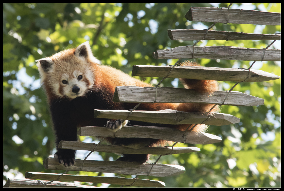 rode of kleine panda  ( Ailurus fulgens ) red panda
Trefwoorden: Overloon zoo Nederland rode kleine panda Ailurus fulgens red panda