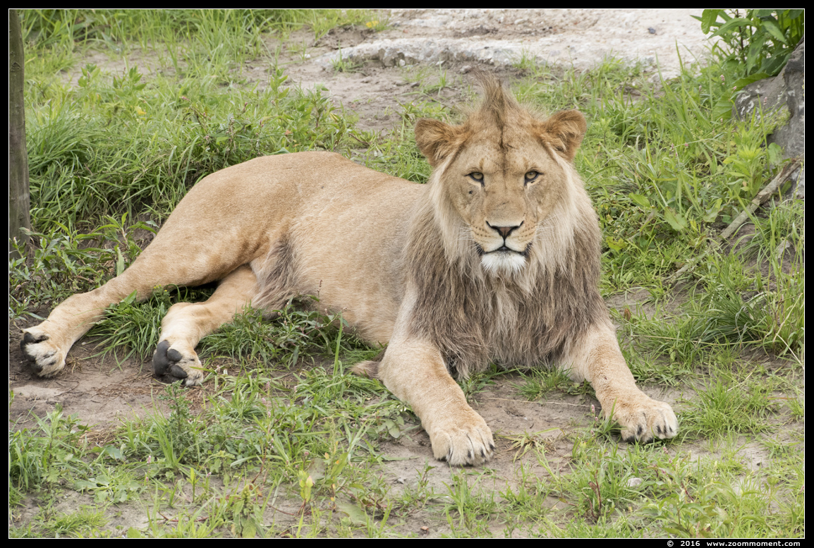 Afrikaanse leeuw ( Panthera leo ) African lion
Keywords: Overloon zooparc Nederland Afrikaanse leeuw Panthera leo African lion