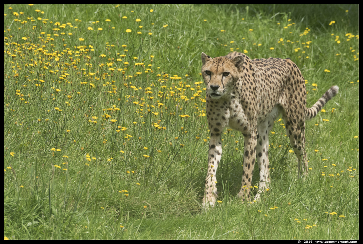 cheetah of jachtluipaard ( Acinonyx jubatus ) cheetah
Keywords: Overloon zooparc Nederland cheetah jachtluipaard Acinonyx jubatus cheetah