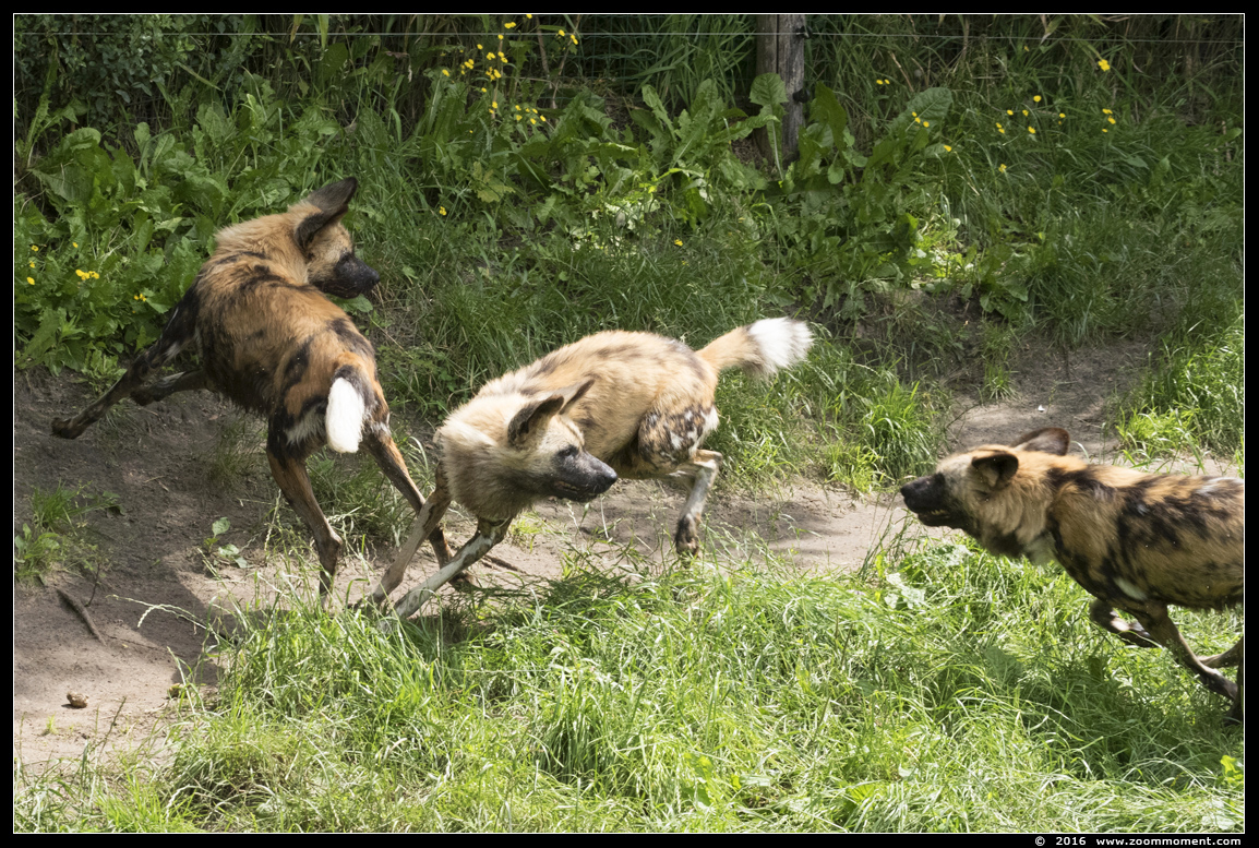 Afrikaanse wilde hond of hyenahond ( Lycaon pictus ) African wild dog
Keywords: Overloon zooparc Nederland Afrikaanse wilde hond hyenahond Lycaon pictus African wild dog