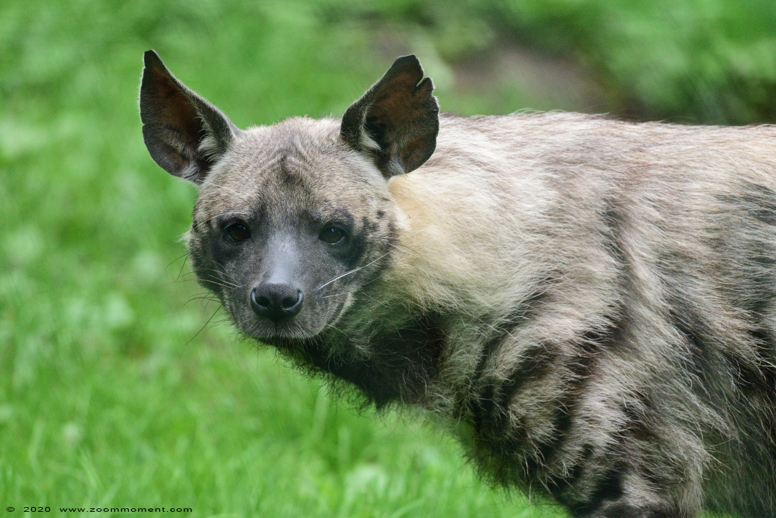 gestreepte hyena ( Hyaena hyaena ) striped hyena 
Trefwoorden: Olmen zoo Pakawi park Belgie Belgium gestreepte hyena Hyaena hyaena striped hyena