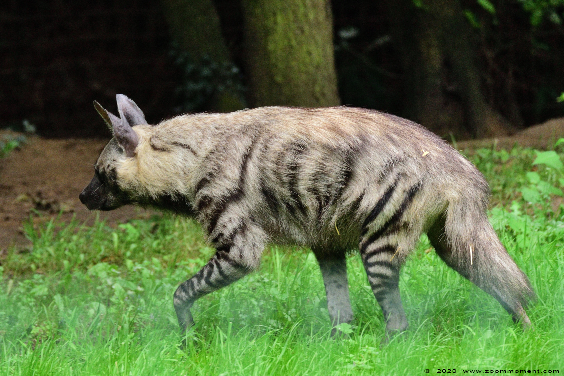gestreepte hyena ( Hyaena hyaena ) striped hyena 
Trefwoorden: Olmen zoo Pakawi park Belgie Belgium gestreepte hyena Hyaena hyaena striped hyena