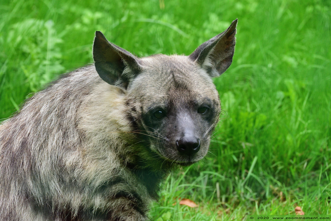 gestreepte hyena ( Hyaena hyaena ) striped hyena 
Keywords: Olmen zoo Pakawi park Belgie Belgium gestreepte hyena Hyaena hyaena striped hyena