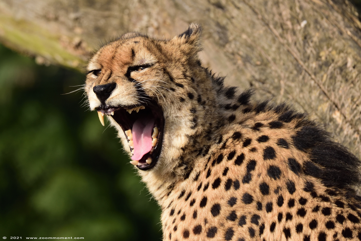 jachtluipaard ( Acinonyx jubatus ) cheetah
Keywords: Olmen zoo Pakawi park Belgie Belgium jachtluipaard Acinonyx jubatus cheetah