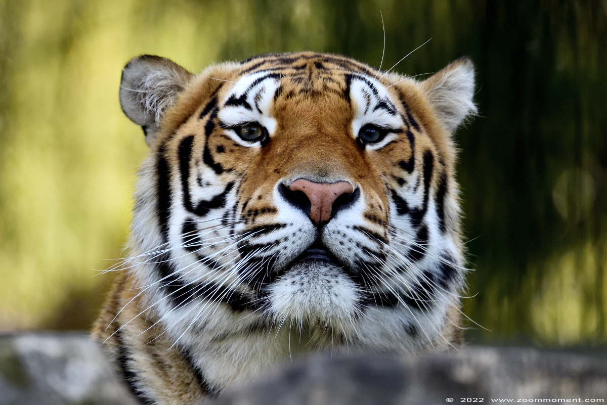 Siberische tijger ( Panthera tigris altaica ) Siberian tiger
Trefwoorden: Olmen zoo Pakawi Belgie Belgium Siberische tijger Panthera tigris altaica Siberian tiger