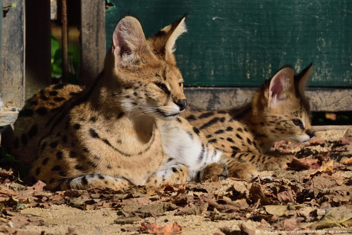 serval ( Felis serval )
Kittens, born 2 august 2022, om the picture about 2 months old

Trefwoorden: Pakawi Olmen zoo Belgie Belgium serval Felis serval