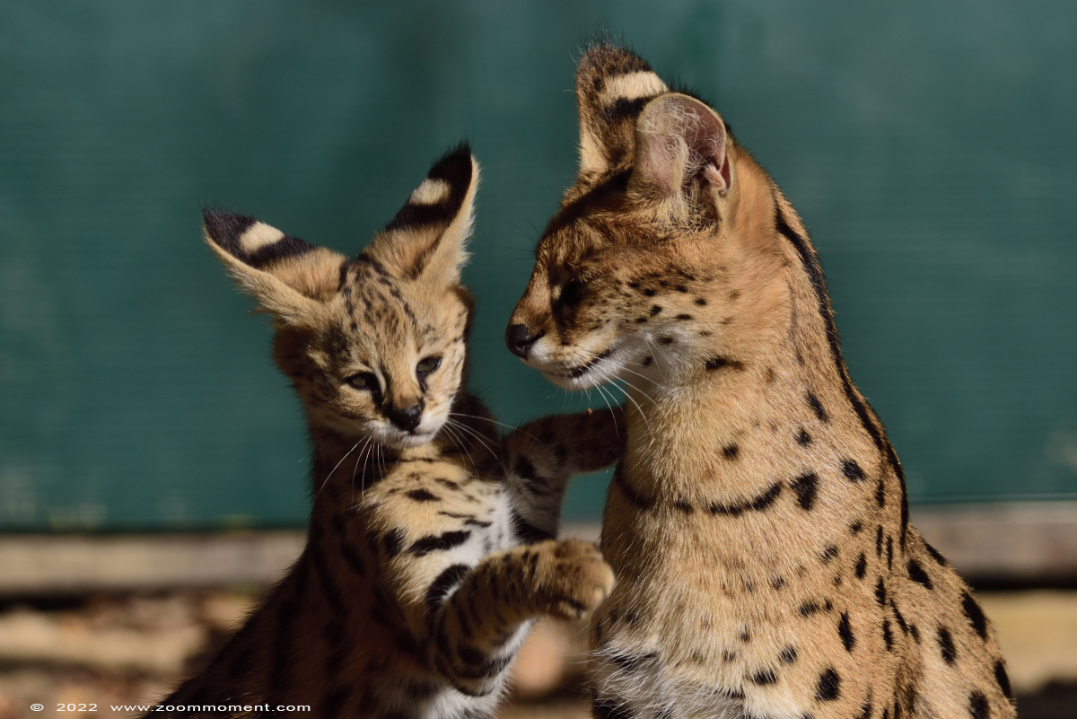 serval ( Felis serval )
Kittens, born 2 august 2022, om the picture about 2 months old

Keywords: Pakawi Olmen zoo Belgie Belgium serval Felis serval