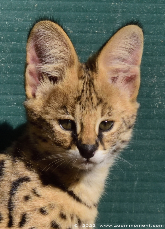 serval ( Felis serval )
Kittens, born 2 august 2022, om the picture about 2 months old

Avainsanat: Pakawi Olmen zoo Belgie Belgium serval Felis serval