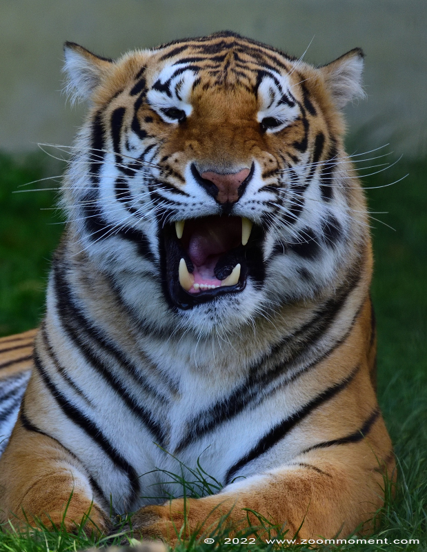 Siberische tijger ( Panthera tigris altaica ) Siberian tiger
Keywords: Olmen zoo Pakawi Belgie Belgium Siberische tijger Panthera tigris altaica Siberian tiger