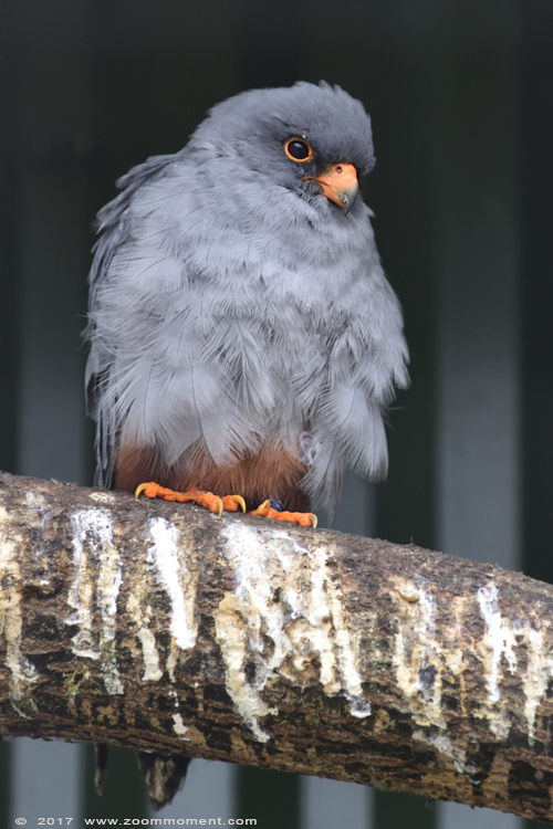 roodpootvalk ( Falco vespertinus ) red-footed falcon
Palabras clave: vogel bird Veldhoven Nederland Netherlands roodpootvalk Falco vespertinus redfooted falcon