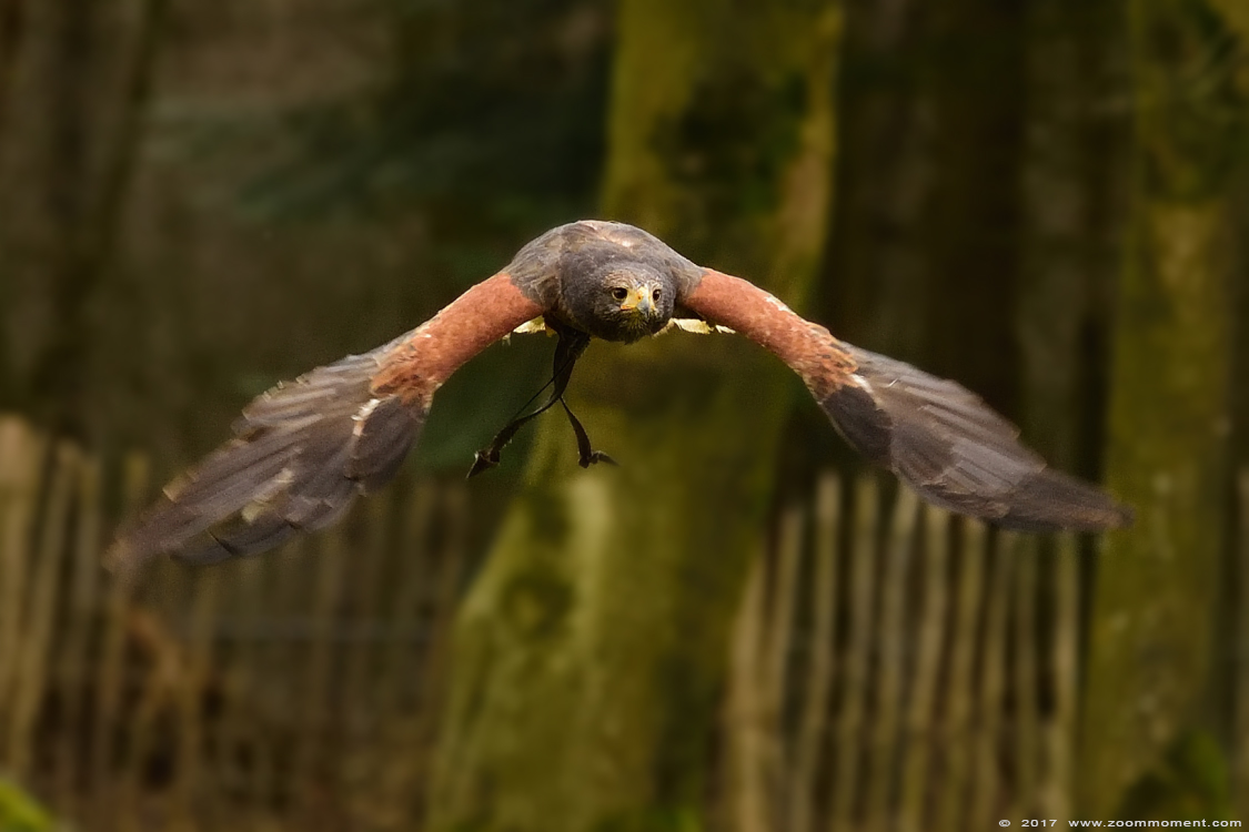 roofvogelshow bird of prey show
Trefwoorden: vogel bird Veldhoven Nederland Netherlands roofvogelshow bird of prey show