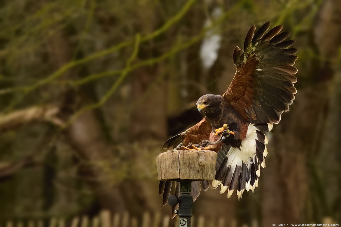 roofvogelshow bird of prey show
Trefwoorden: vogel bird Veldhoven Nederland Netherlands roofvogelshow bird of prey show