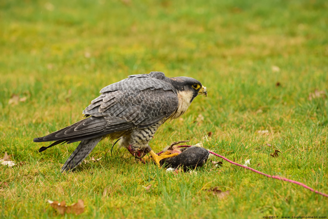 slechtvalk  ( Falco peregrinus ) peregrine falcon 
Trefwoorden: vogel bird Veldhoven Nederland Netherlands roofvogelshow bird of prey show slechtvalk  Falco peregrinus peregrine falcon