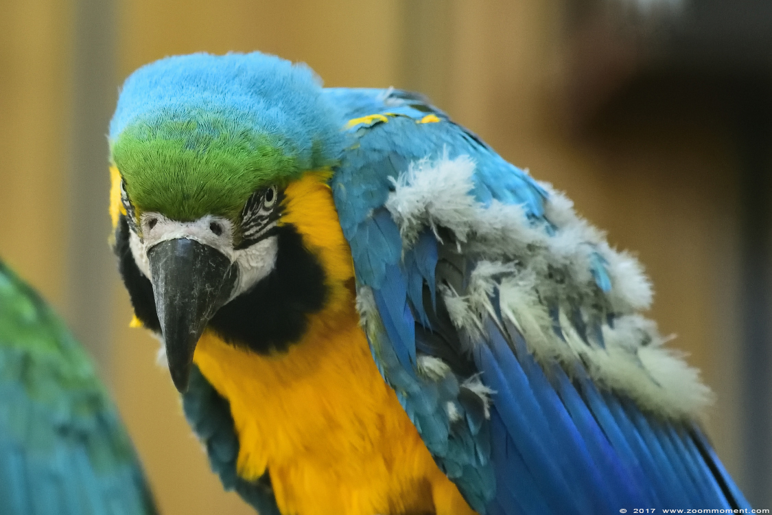 blauwgele ara  ( Ara ararauna ) blue and yellow macaw
Schlüsselwörter: vogel bird Veldhoven Nederland Netherlands blauwgele ara  Ara ararauna  blue and yellow macaw 