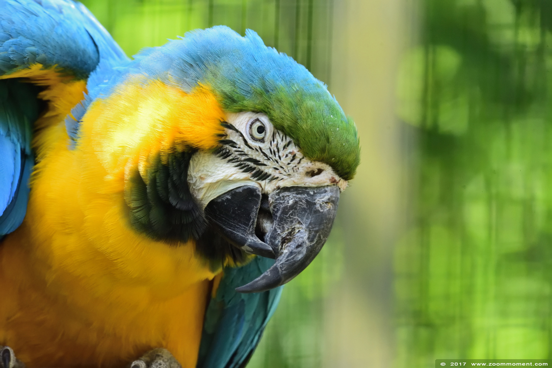blauwgele ara  ( Ara ararauna ) blue and yellow macaw
Trefwoorden: vogel bird Veldhoven Nederland Netherlands blauwgele ara  Ara ararauna  blue and yellow macaw 