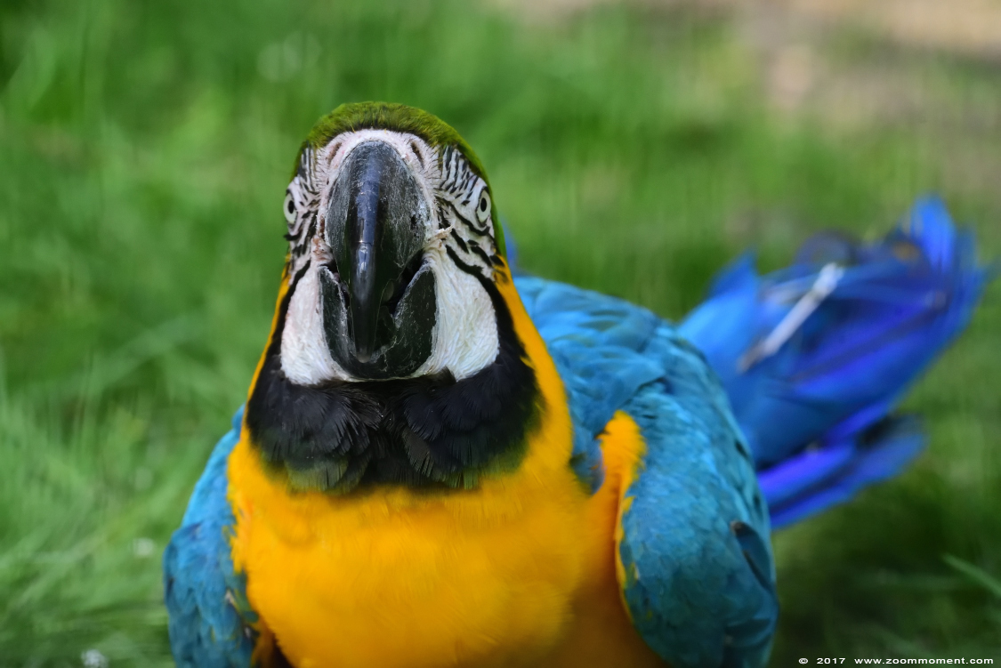 blauwgele ara  ( Ara ararauna ) blue and yellow macaw
Nyckelord: vogel bird Veldhoven Nederland Netherlands blauwgele ara  Ara ararauna  blue and yellow macaw 