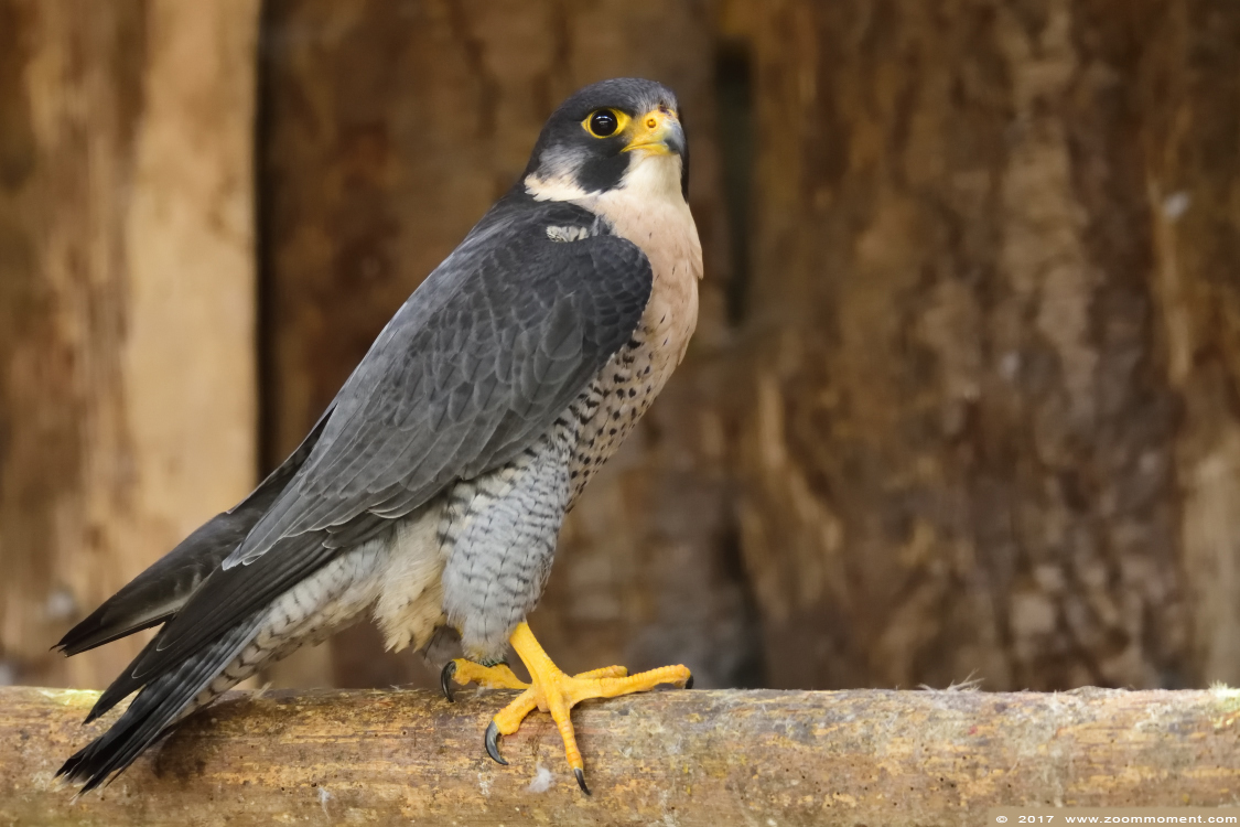 slechtvalk  ( Falco peregrinus ) peregrine falcon 
Trefwoorden: vogel bird Veldhoven Nederland Netherlands slechtvalk  Falco peregrinus  peregrine falcon 