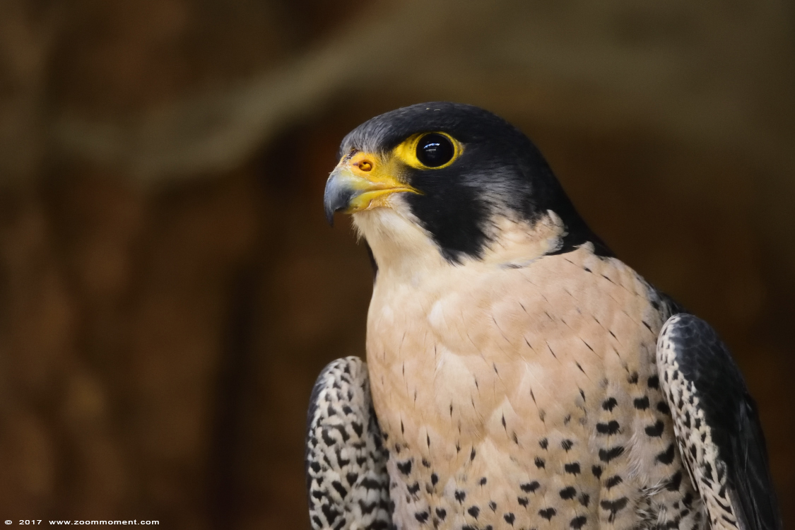 slechtvalk  ( Falco peregrinus ) peregrine falcon
Trefwoorden: vogel bird Veldhoven Nederland Netherlands slechtvalk  Falco peregrinus  peregrine falcon 
