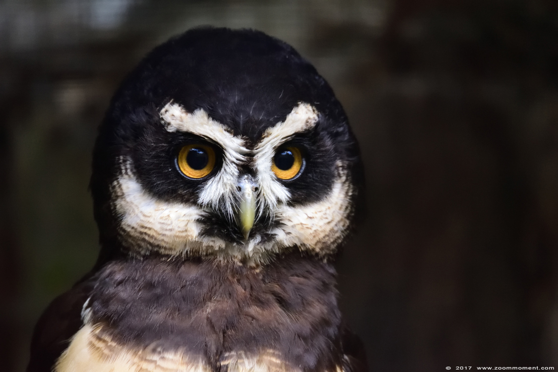 briluil ( Pulsatrix perspicillata ) spectacled owl
Keywords: vogel bird Veldhoven Nederland Netherlands briluil  Pulsatrix perspicillata  spectacled owl